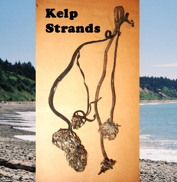 25 Pacific Ocean Kelp Strands Up To 3 Feet
